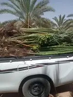 فسائل مثمرة جميع الانواع والأحجام 0