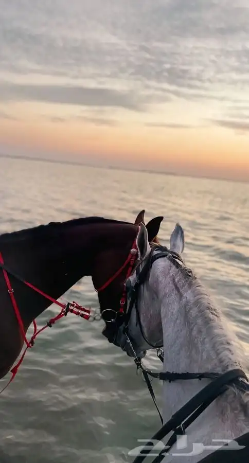 ركوب خيل حر على البحر 2