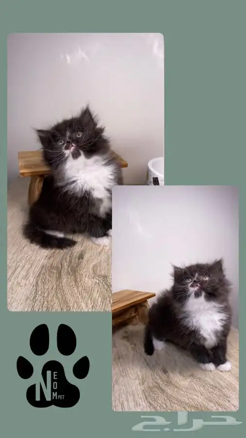 6 كيتن قطط الرياض قطط للبيع سكوتش فولد شيرازي هملايا انثى قط 2