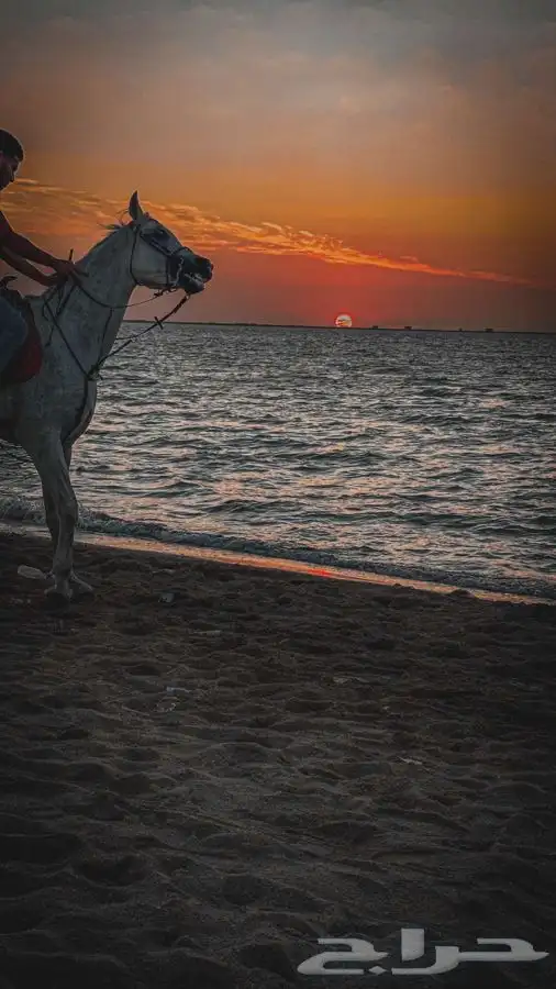 ركوب خيل حر على البحر 0