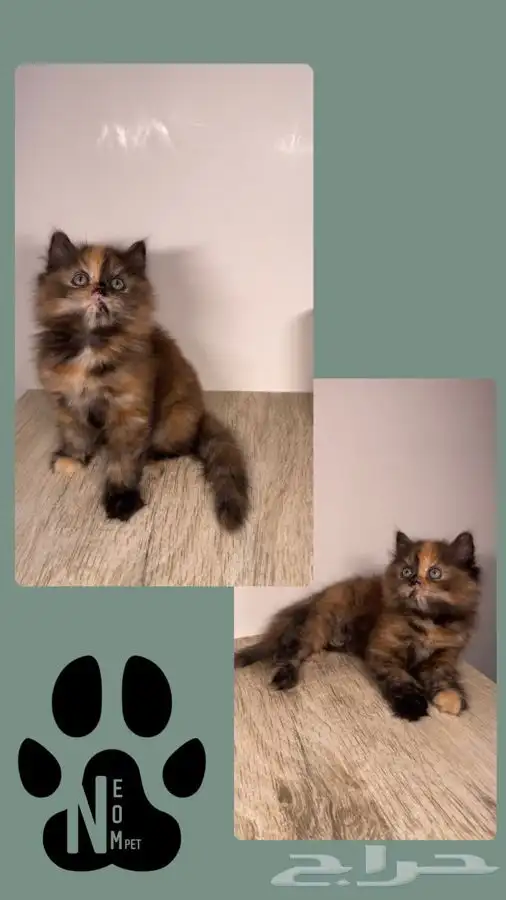 6 كيتن قطط الرياض قطط للبيع سكوتش فولد شيرازي هملايا انثى قط 7