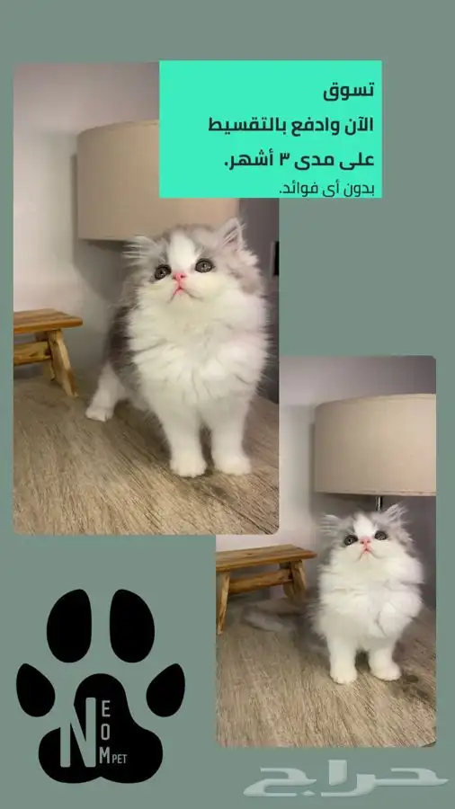 6 كيتن قطط الرياض قطط للبيع سكوتش فولد شيرازي هملايا انثى قط 1
