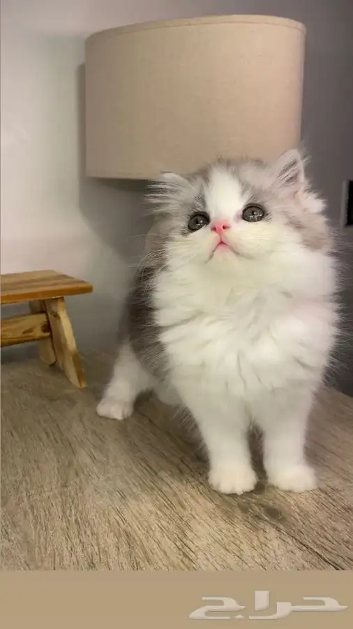 6 كيتن قطط الرياض قطط للبيع سكوتش فولد شيرازي هملايا انثى قط 0