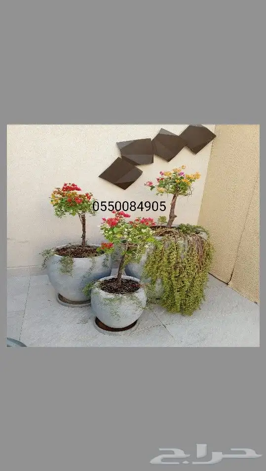 اشجار زيتون ونخيل 3