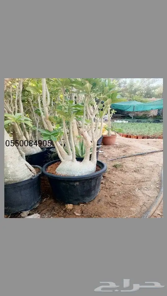 اشجار زيتون ونخيل 8