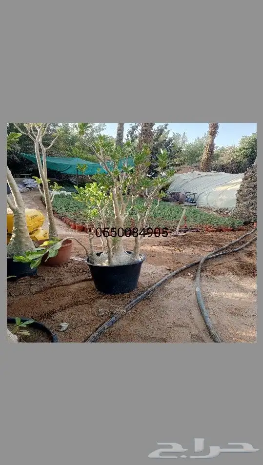 اشجار زيتون ونخيل 9