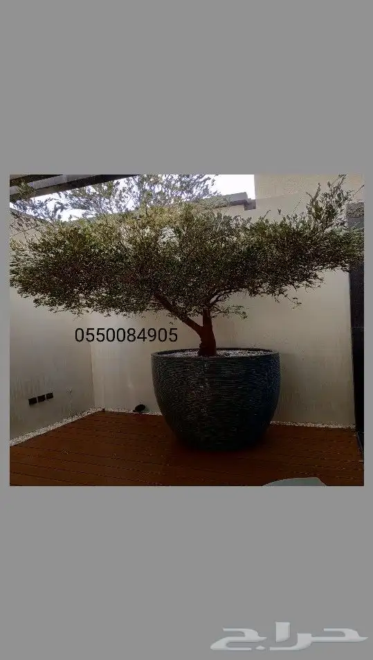 اشجار زيتون ونخيل 10