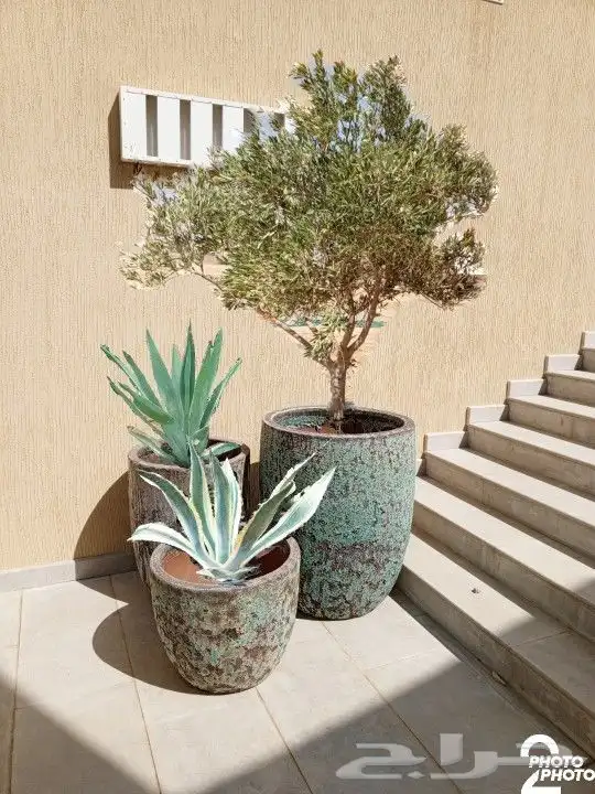 اشجار زيتون ونخيل 0