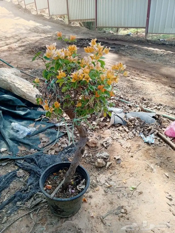 اشجار زيتون ونخيل 5