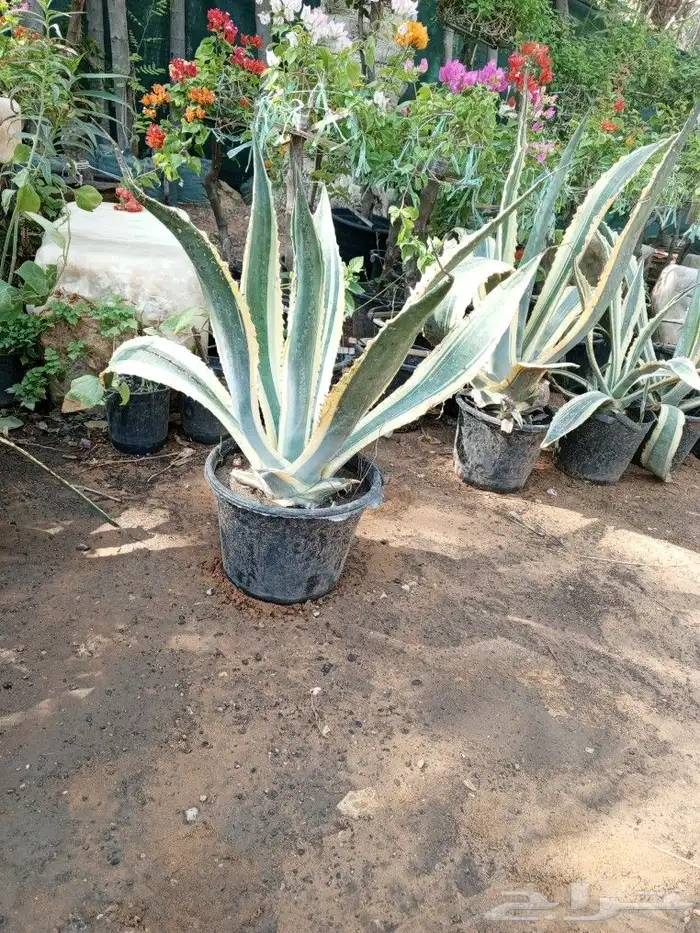 اشجار زيتون ونخيل 6