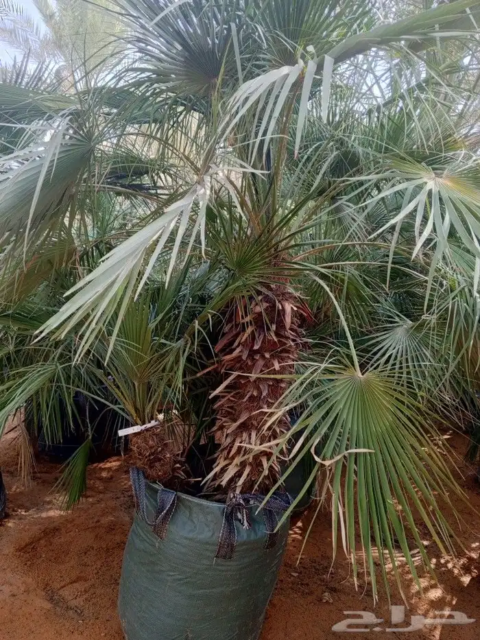 اشجار زيتون ونخيل 7