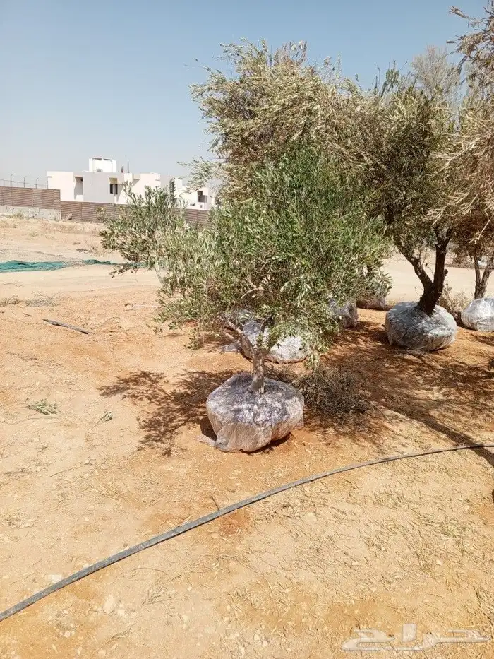 اشجار زيتون ونخيل 2