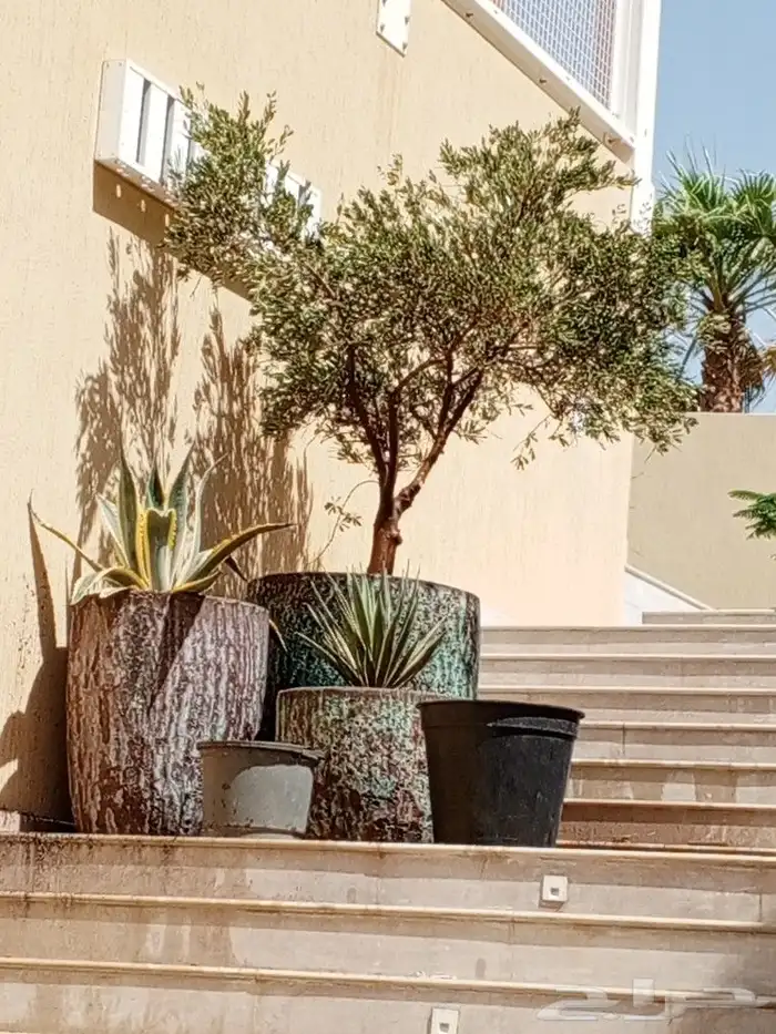 اشجار زيتون ونخيل 1