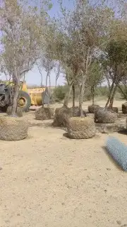 لبيع اشجار اسدر 0