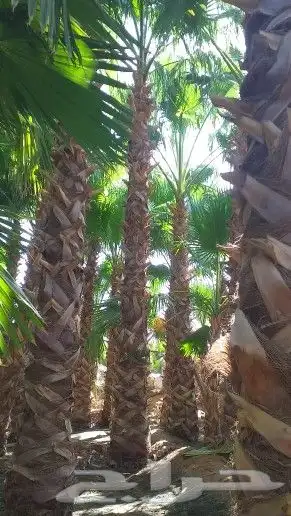 زراعه نخيل واشنطن وعربي وتنسيق الحدائق 5