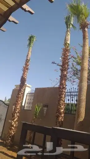 زراعه نخيل واشنطن وعربي وتنسيق الحدائق 4