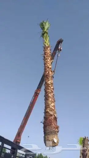 زراعه نخيل واشنطن وعربي وتنسيق الحدائق 1