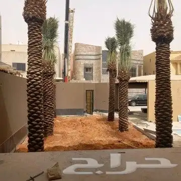 زراعه نخيل واشنطن وعربي وتنسيق الحدائق 8