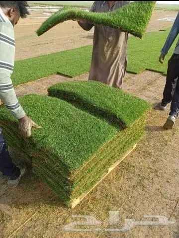 نجيله طبيعيه 5