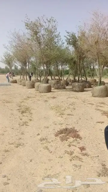 لبيع اشجار اسدر 2