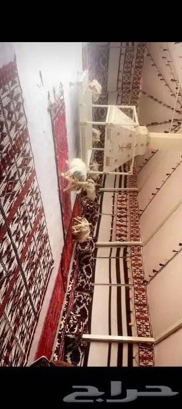 بيت شعر ابيض الماني علي ضمان جميع المقاسات مع الزينه والكسوا 9