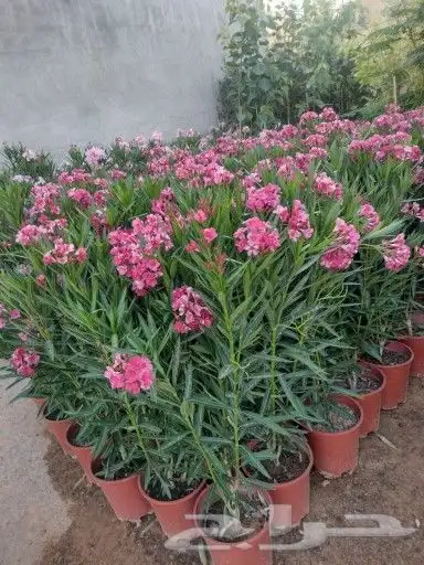 نجيله طبيعيه 4