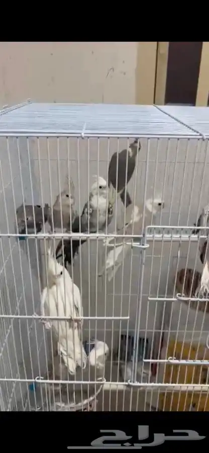 مطير كروان 12 فرده 9