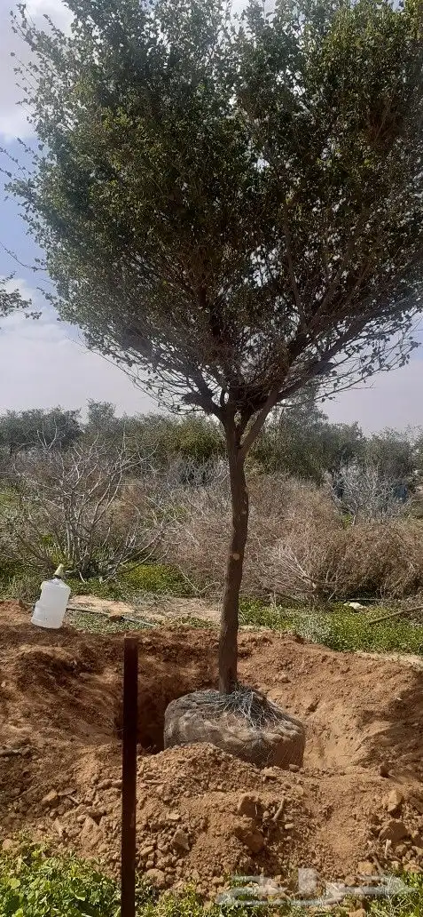 لبيع اشجار اسدر 3