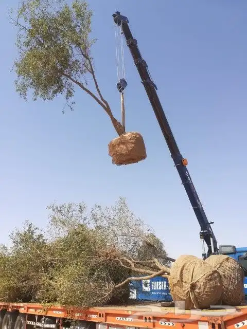 لبيع اشجار اسدر 1