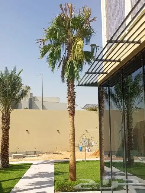 زراعه نخيل واشنطن وعربي وتنسيق الحدائق 0