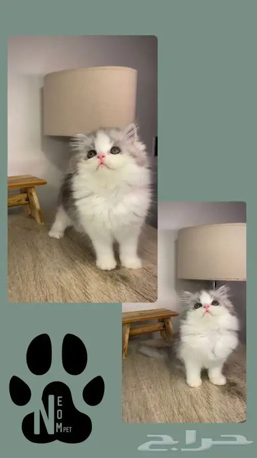 قطط مكة قطط للبيع سكوتش فولد شيرازي هملايا قطوه قطه انثى 2