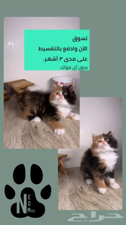 قطط حايل كيتن شيرازي هملايا سكوتش فولد انثى ذكر قطه بسه قطوه 1