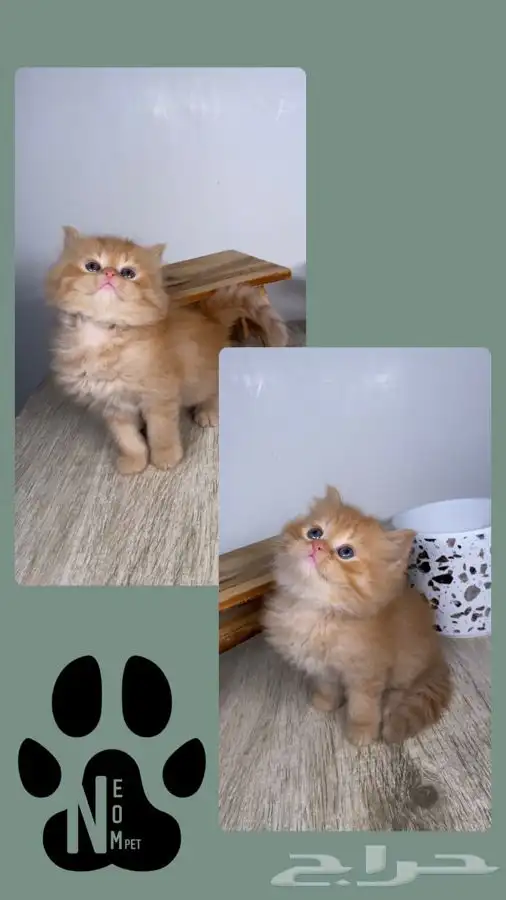 قطط مكة قطط للبيع سكوتش فولد شيرازي هملايا قطوه قطه انثى 6