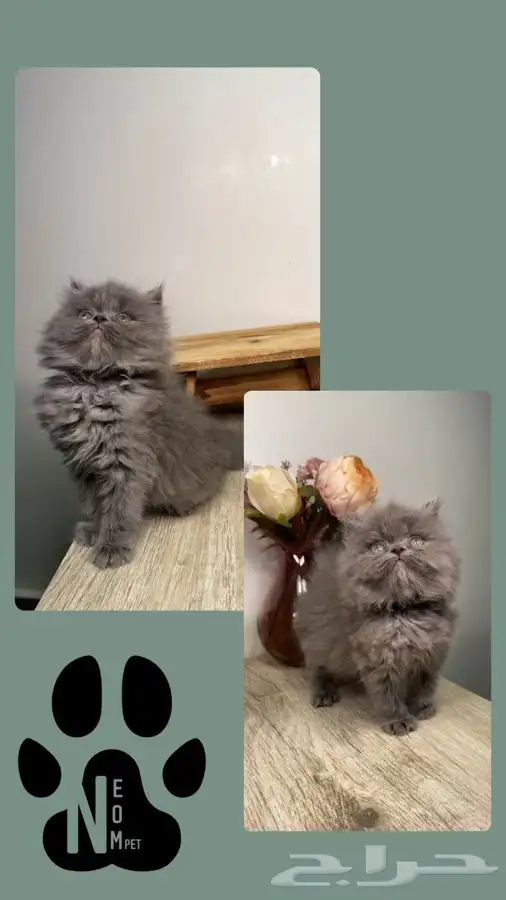 قطط مكة قطط للبيع سكوتش فولد شيرازي هملايا قطوه قطه انثى 4