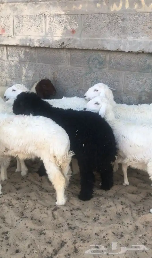 ذبائح للبيع للثلاجات والمناسبات 7