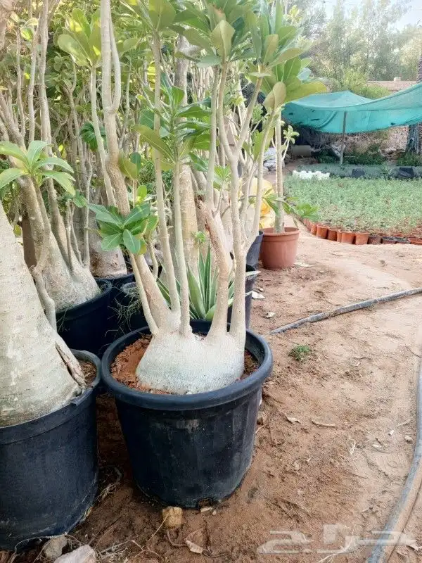 زراعه نخيل واشنطن وعربي وتنسيق الحدائق 9