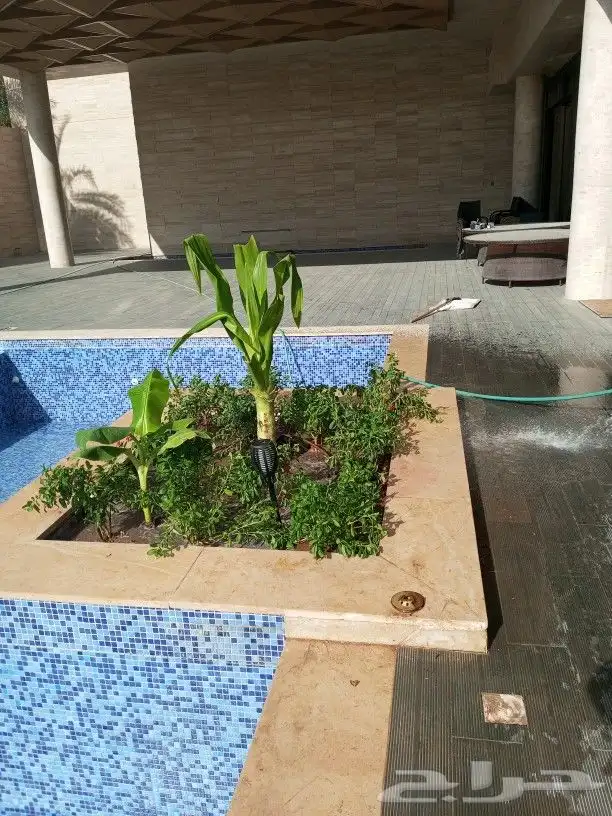 زراعه نخيل واشنطن وعربي وتنسيق الحدائق 6