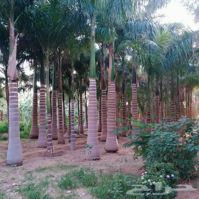 زراعه نخيل واشنطن وعربي وتنسيق الحدائق 2