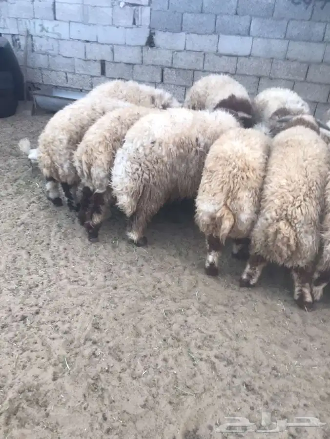 ذبائح للبيع للثلاجات والمناسبات 2