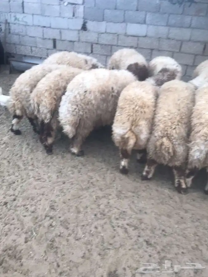 ذبائح للبيع للثلاجات والمناسبات 3