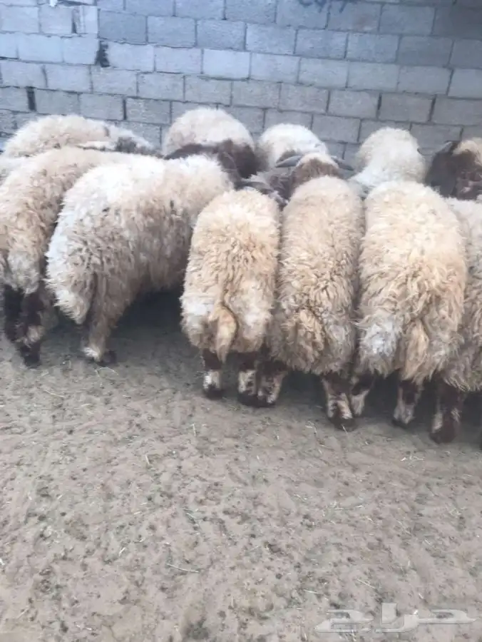 ذبائح للبيع للثلاجات والمناسبات 4