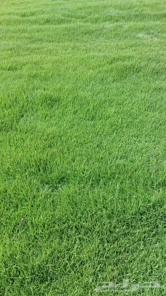 ثيل التورو فرنسي 1