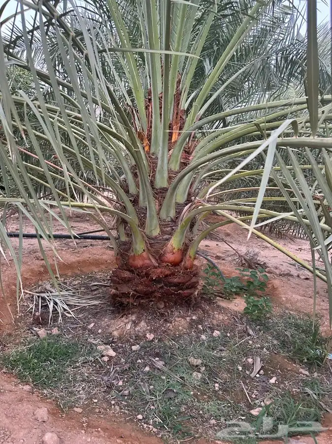 جثايث سكري وبرحي ورشودي ونبوت علي 7