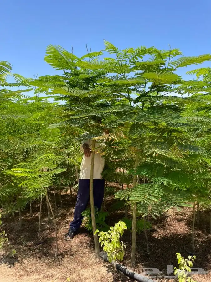 مشتل بجدة بيع بأقل الاسعار للكميات فقط 3