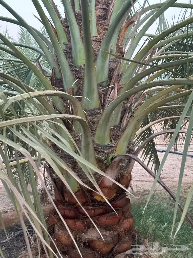 جثايث سكري وبرحي ورشودي ونبوت علي 4