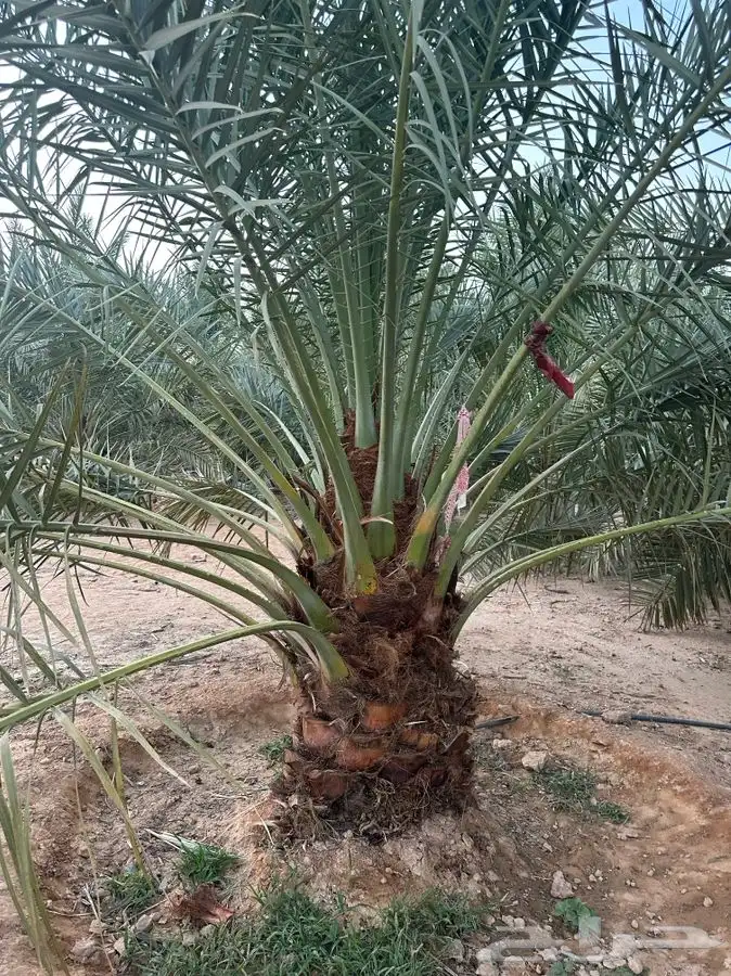 جثايث سكري وبرحي ورشودي ونبوت علي 9