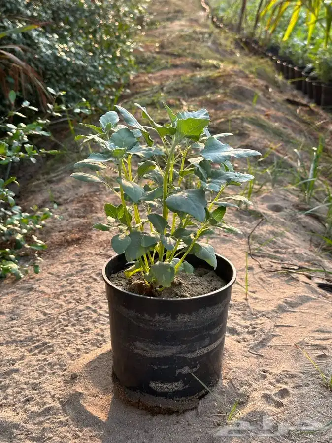 مشتل بجدة بيع بأقل الاسعار للكميات فقط 4