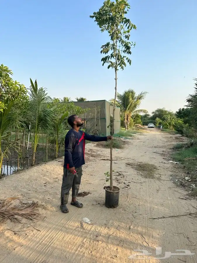 مشتل بجدة بيع بأقل الاسعار للكميات فقط 0