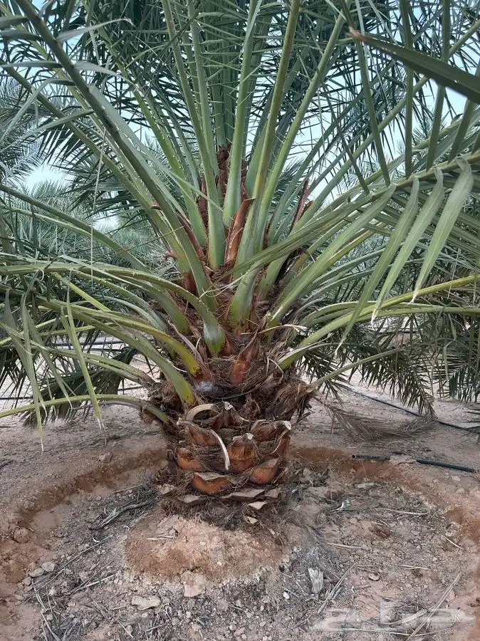 جثايث سكري وبرحي ورشودي ونبوت علي 3