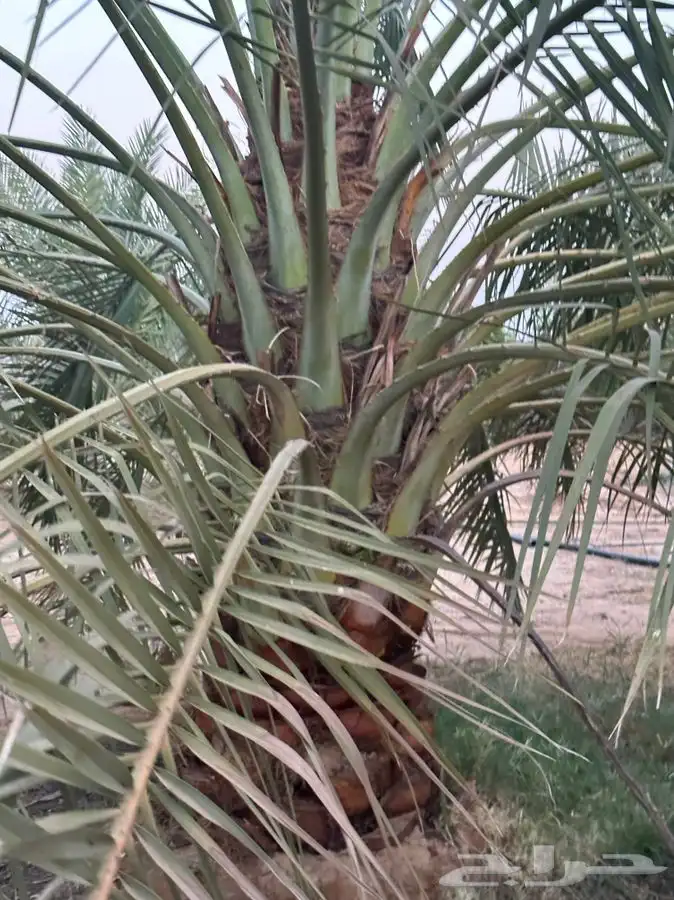 جثايث سكري وبرحي ورشودي ونبوت علي 5